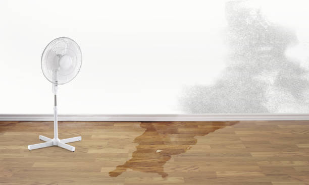 Best Flood damage cleanup  in West Wyoming, PA
